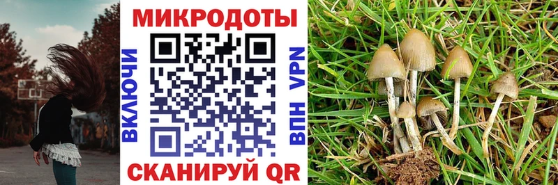 Галлюциногенные грибы Psilocybe  Могоча 